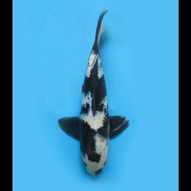 28cm Male - Shiro Utsuri Good Pola