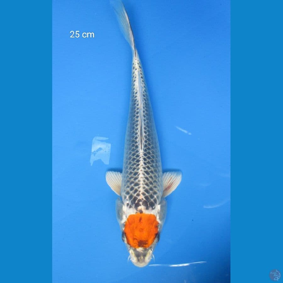 TANCO KUJAKU 25 CM