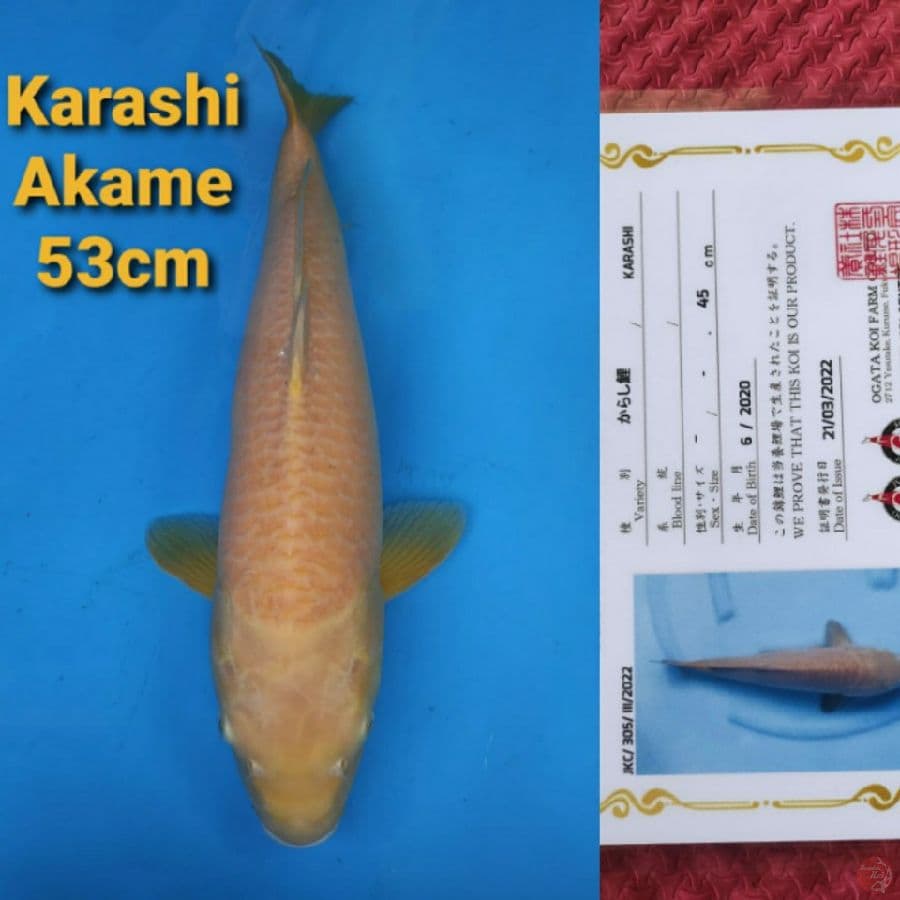OGATA KARASHI AKAME 53CM SERTI