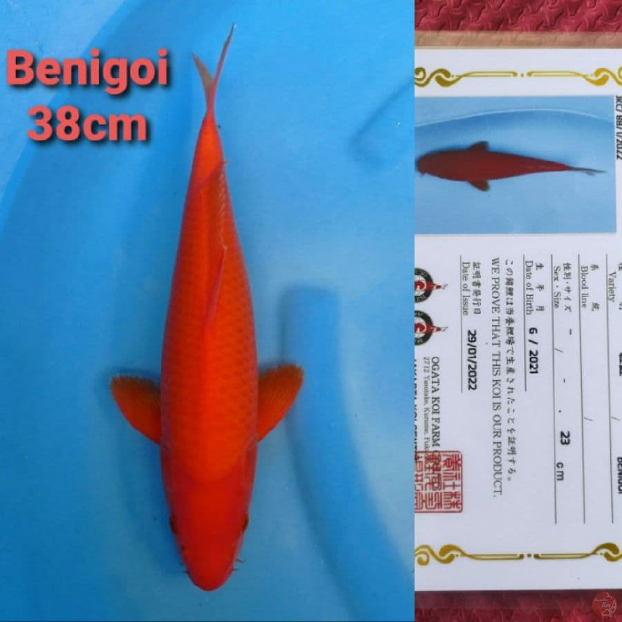 SQ OGATA BENIGOI 38CM SERTI