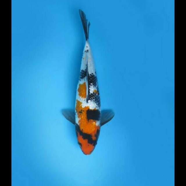 30cm Female - Kindai Showa Full Ginrin