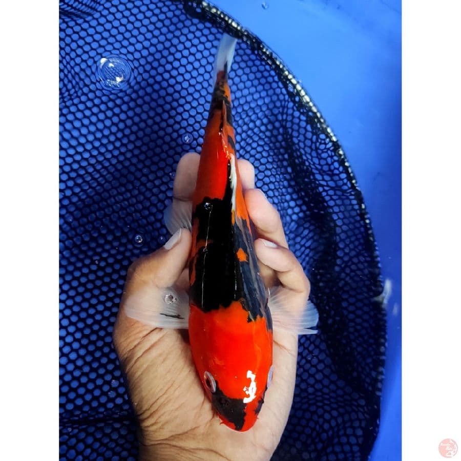 Hi Showa Skin Halus - 24CM