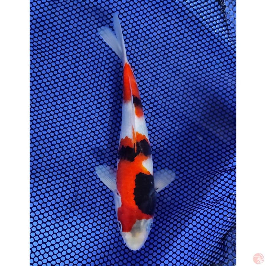 Showa Sanshoku - Up to 25