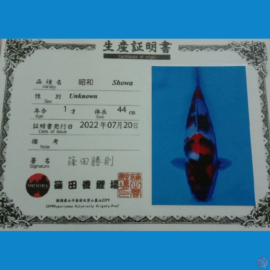 Showa SHINODA 44cm