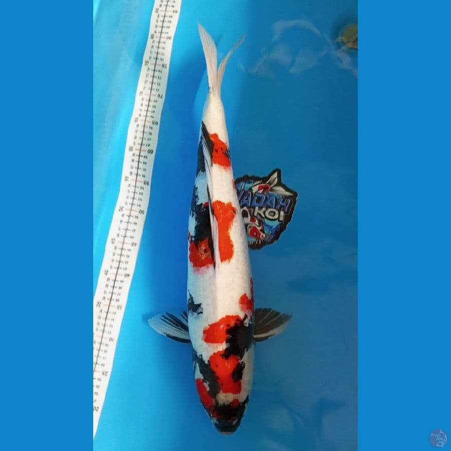 Kindai Showa - 62cm
