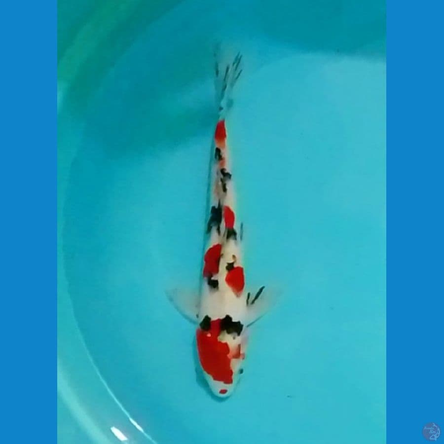 Tsubosumi Sanke 30cm (M)