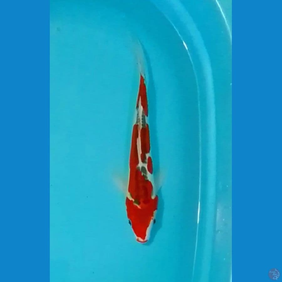 Doitsu Goshiki 35cm (F)
