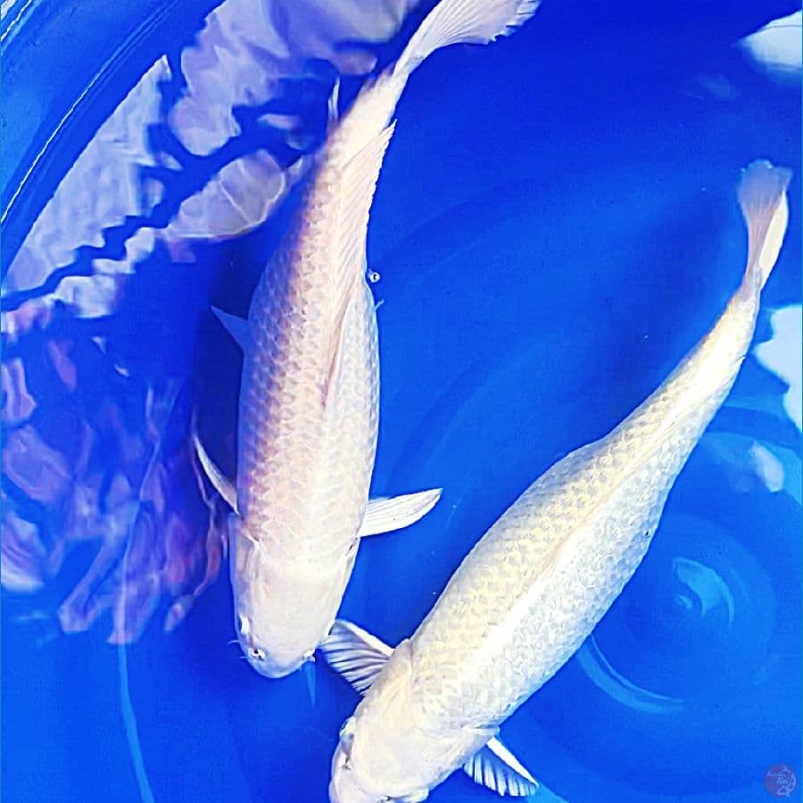 platinum ginrin non ginrin 52cm