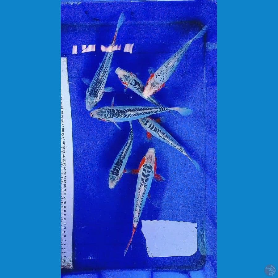 PAKET MIX 7EKOR Shusui asagi 17-23cm Murmer
