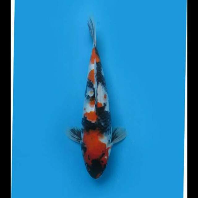32cm Female - Showa Sanshoku