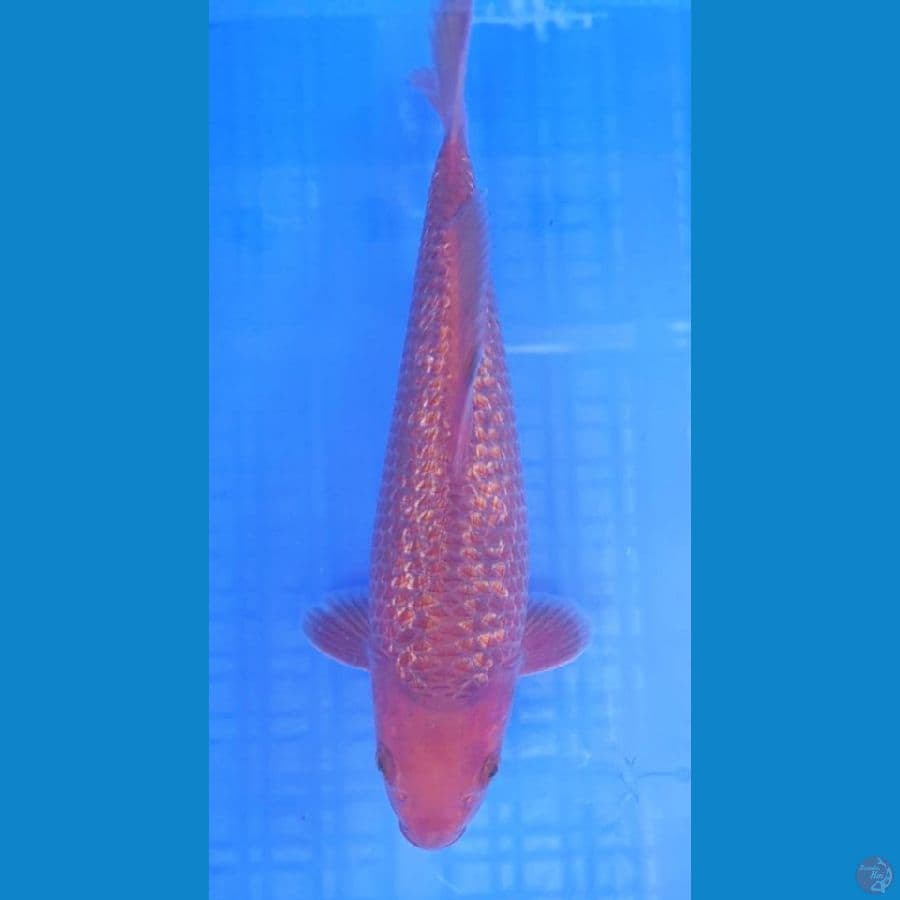 CHAGOI F1 KARAMEL GINRIN 27 cm Male