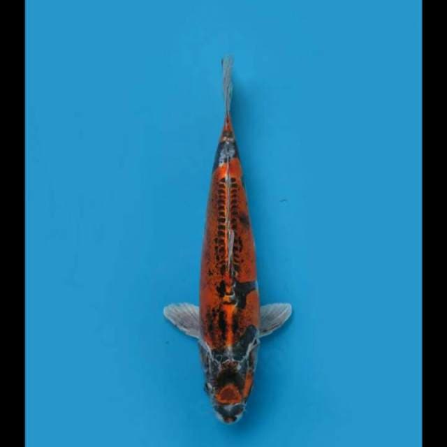 34cm Female - Beni Kinkikoryu