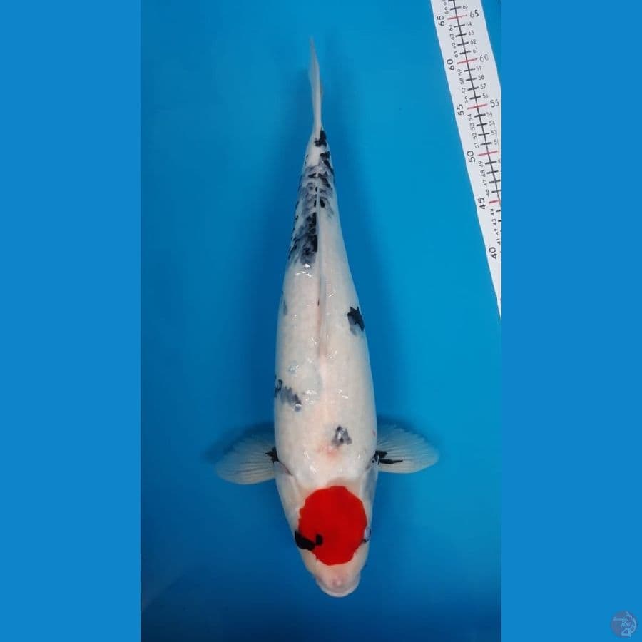 Tc.Showa F48cm