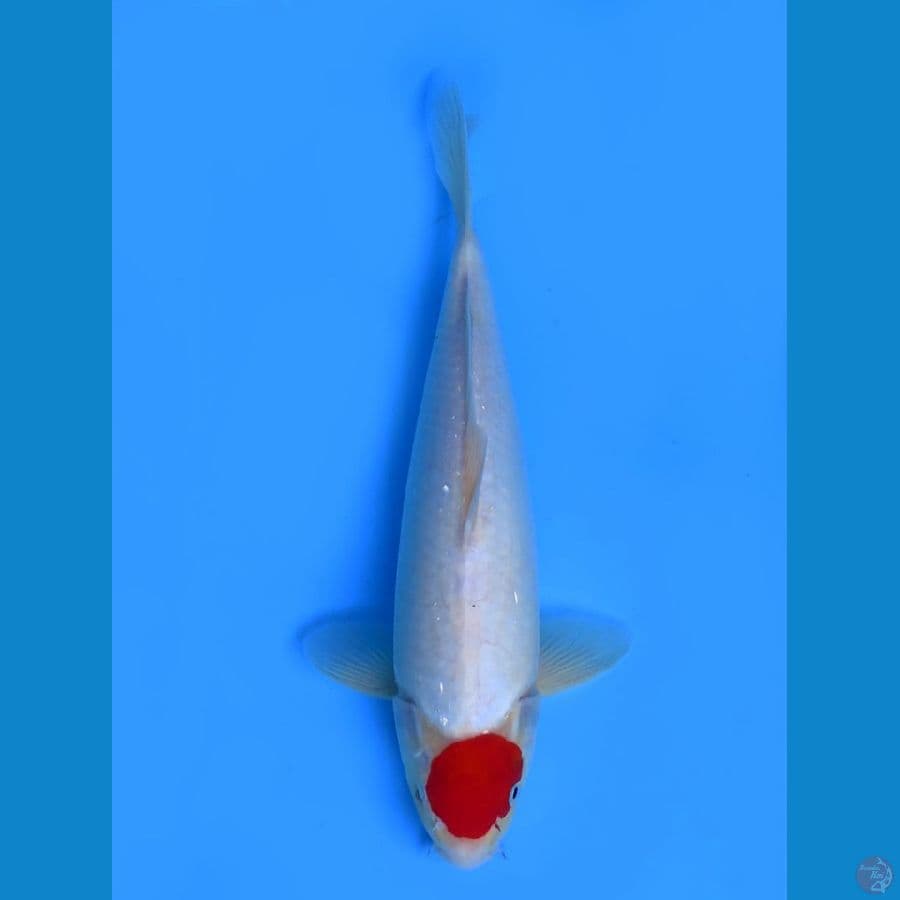 38cm , tancho ori