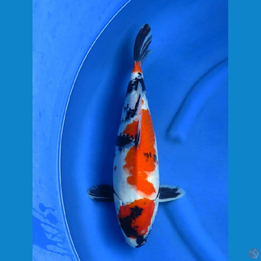 43cm , Showa Tategoi
