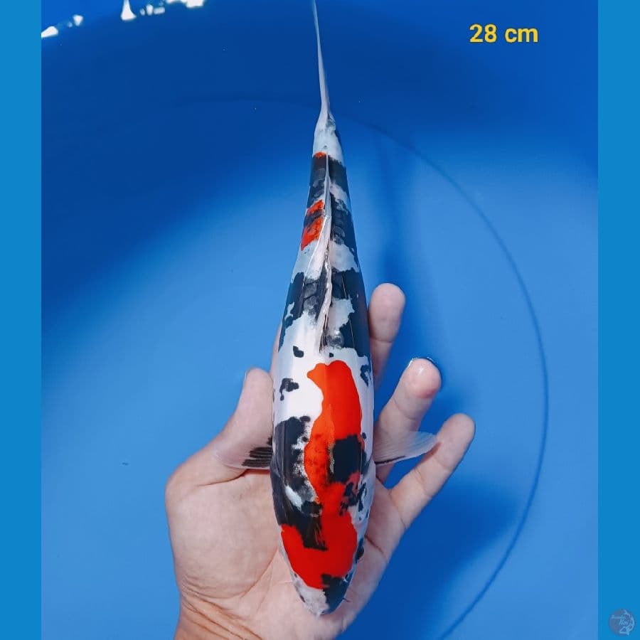 showa doit 28 cm
