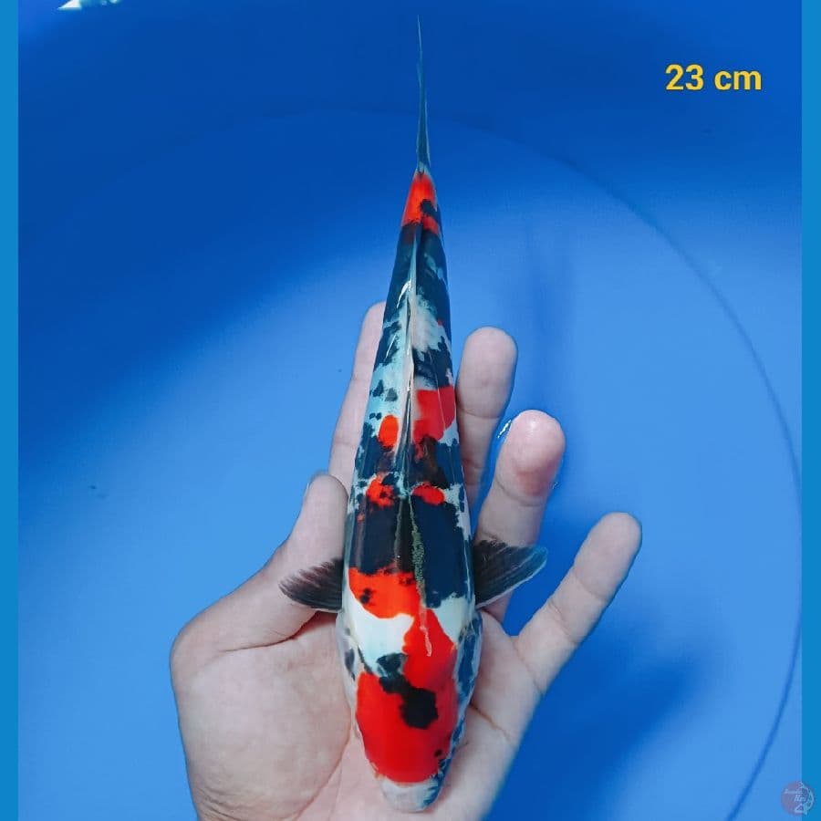 showa doit 23 cm