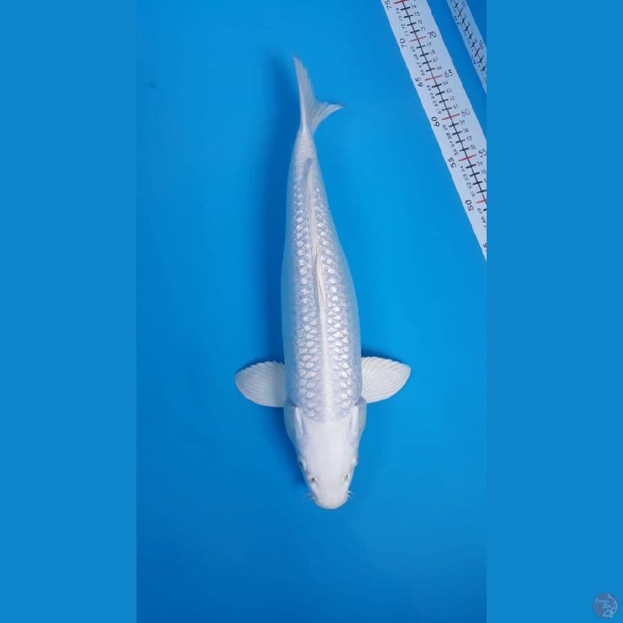 Platinum Ginrin F43cm