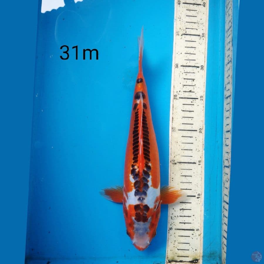 HANA SHUSUI, 31cm MALE