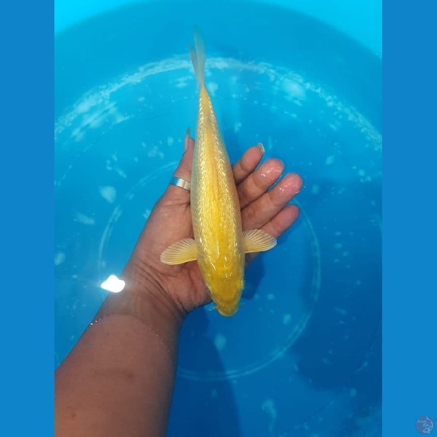 Karasi fuull ginrin ready show 21cm