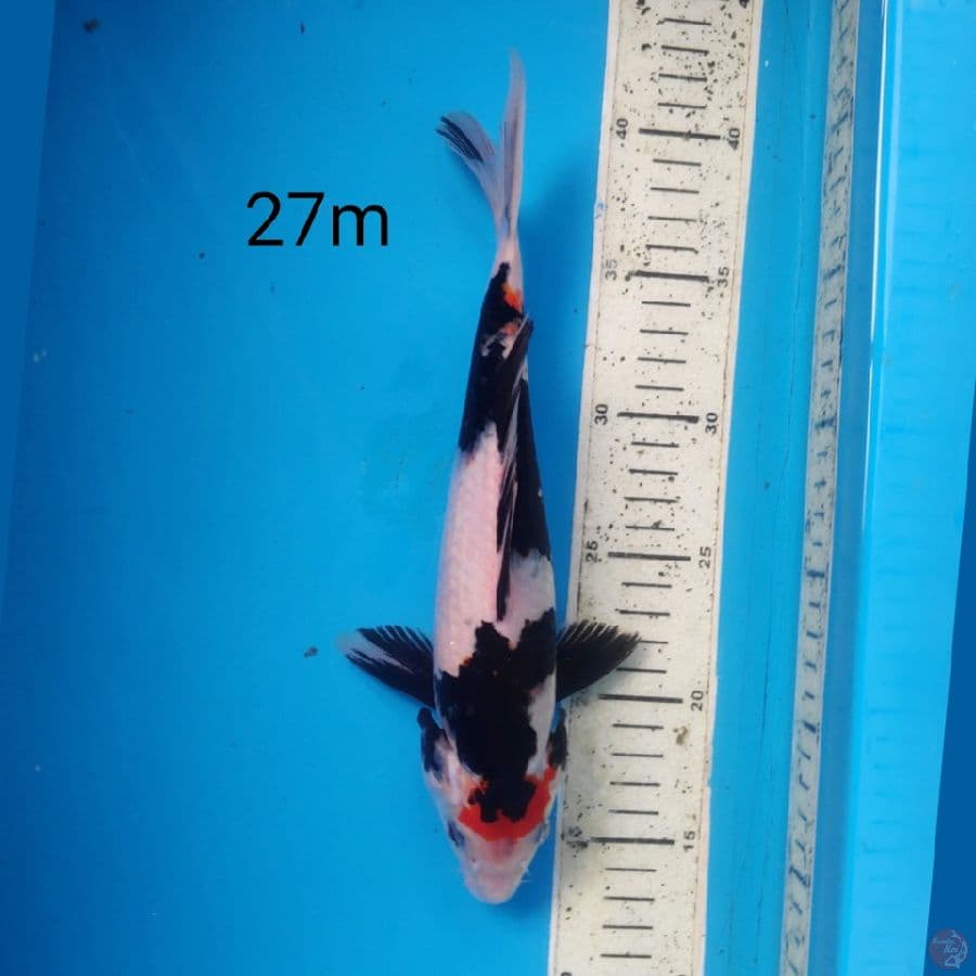 TC SHOWA, 27cm MALE