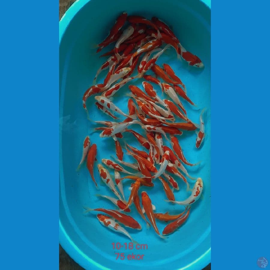 paket kohaku doitsu