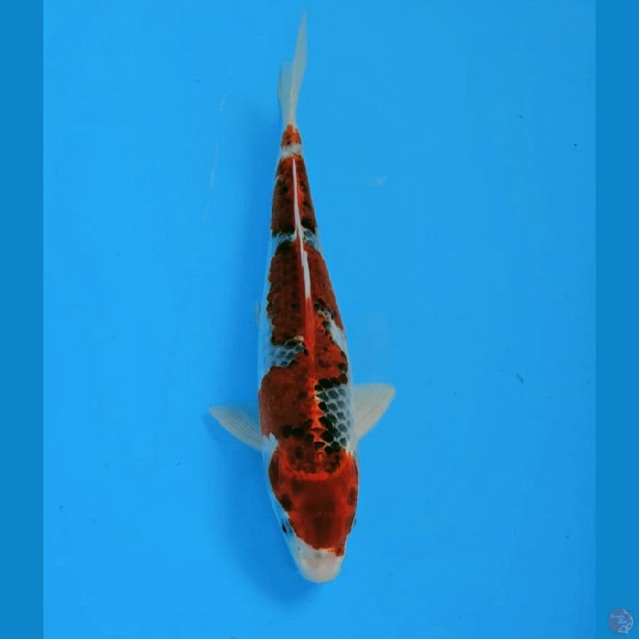Goshiki Male 27 Cm
