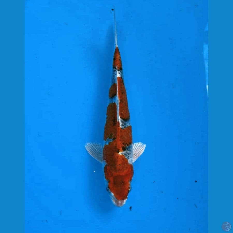 Kujaku Male 25 Cm