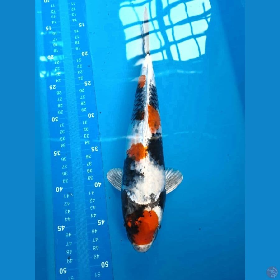 Kin Showa Male 32 Cm