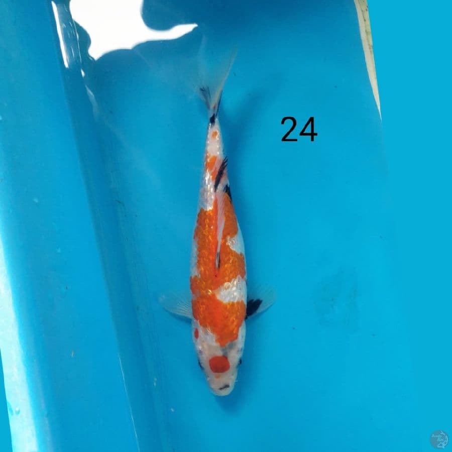 SHOWA GINRIN, 24CM