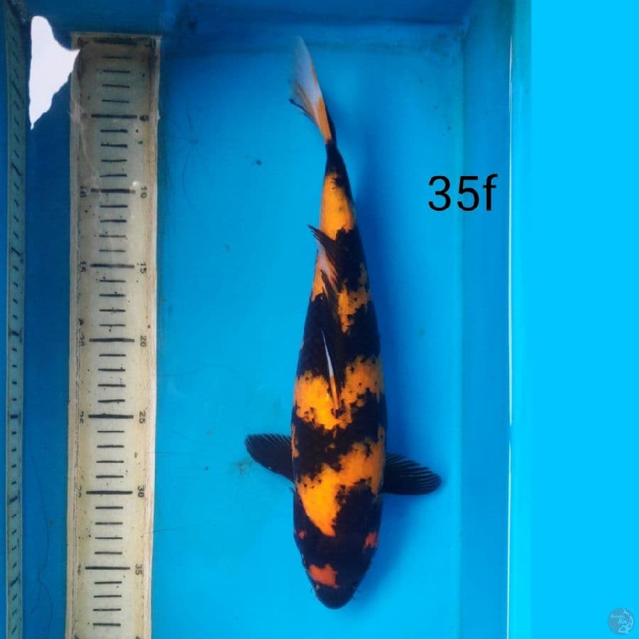 HI UTSURI, 35cm FEMALE