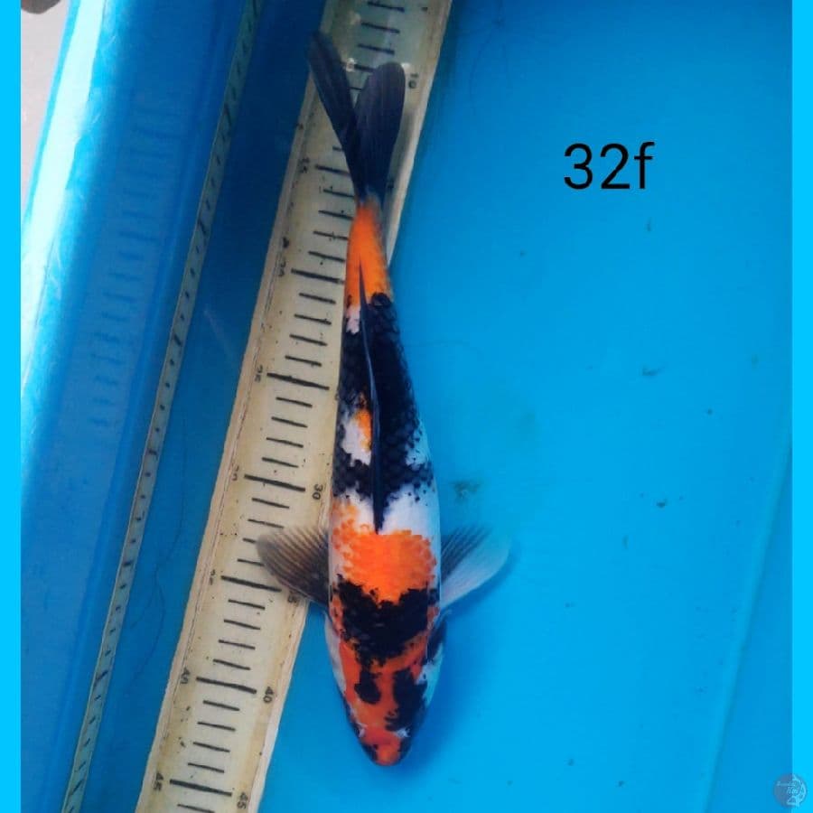 SHOWA, 32cm FEMALE