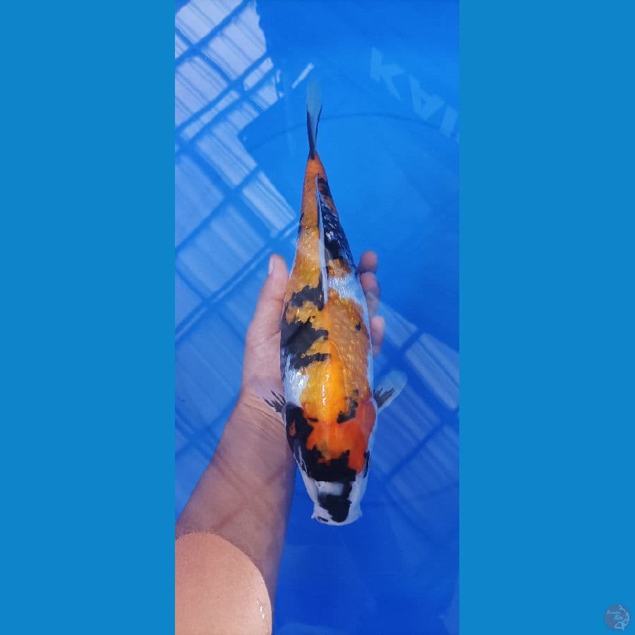 showa ginrin 32 cm