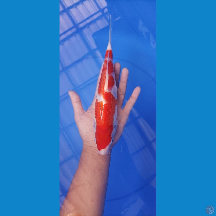 kohaku 27 cm