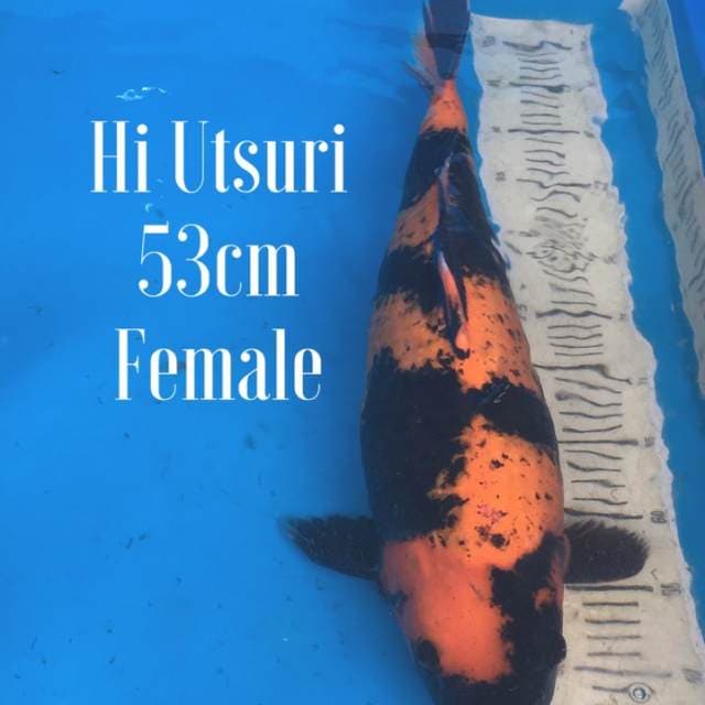 Hi Utsuri super bulky 50bu Female