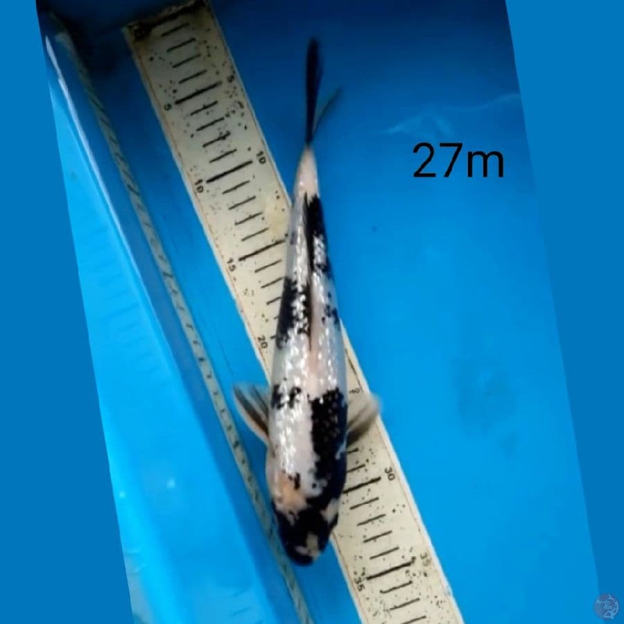 SHIRO GINRIN,27CM MALE