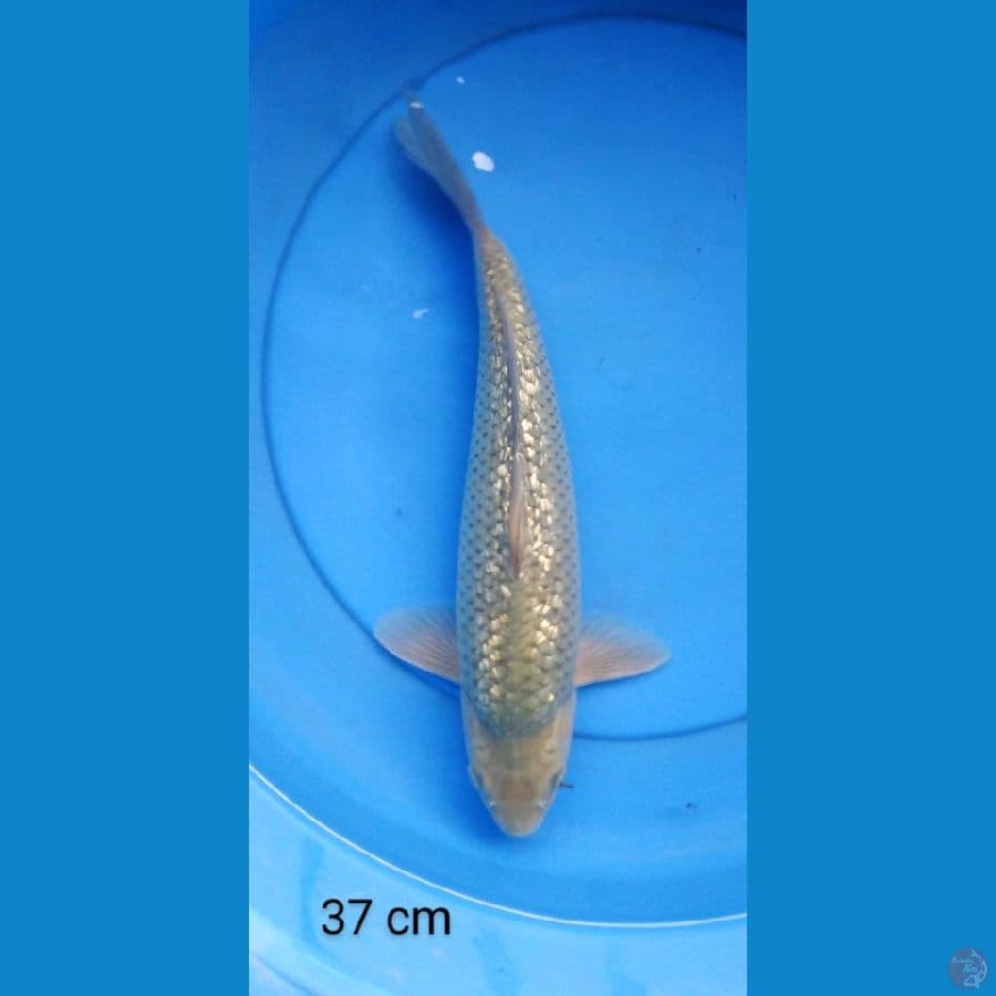 soragoi special full ginrin punuk 37 cm