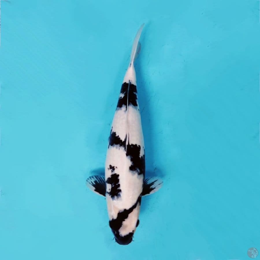 ١ Shiro utsuri putih salju siap show 45cm fm