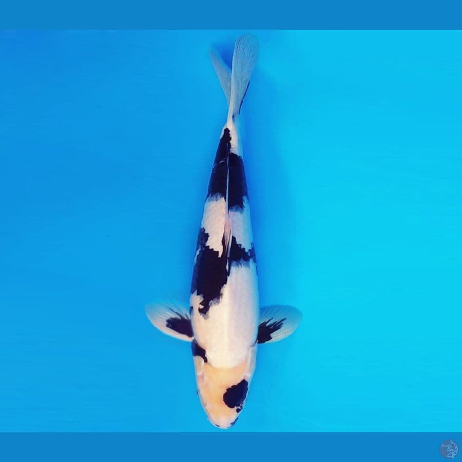 SONATA 5 ~ SHIRO EVOLUTION 37 cm/male ™
