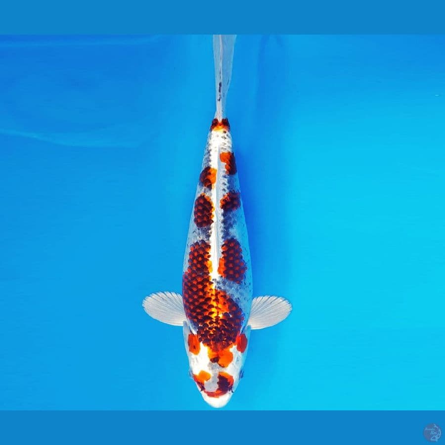 SONATA 7 ~ KAWARIMONO 38 cm/male ™