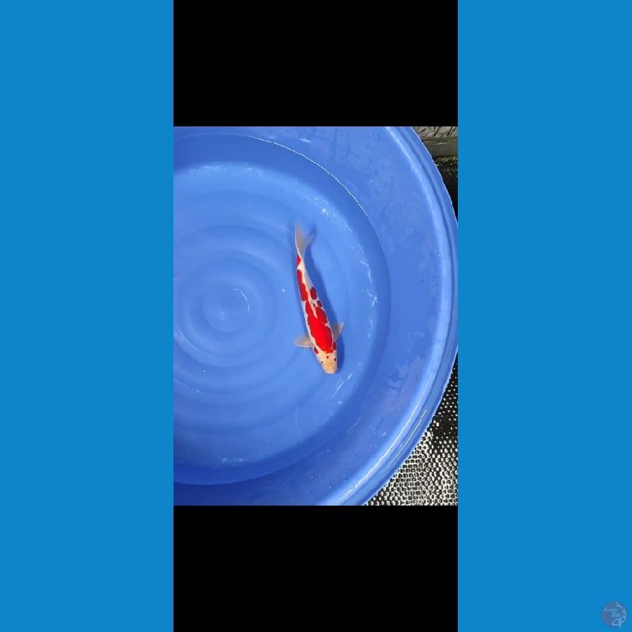 kohaku doitsu 37cm BU