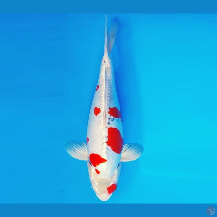 SONATA 8 ~ BENI KIKOKURYU 37 cm/fm ™