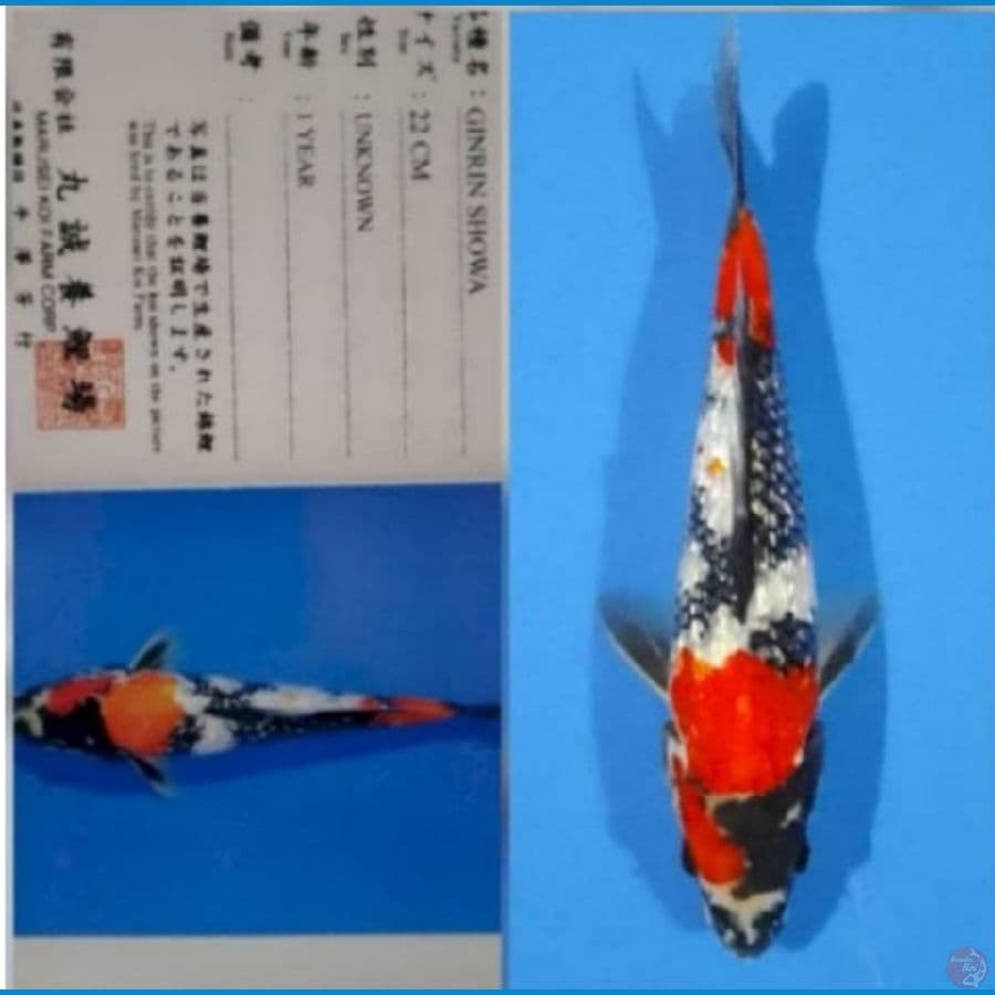 Showa Ginrin Marusei 30 cm