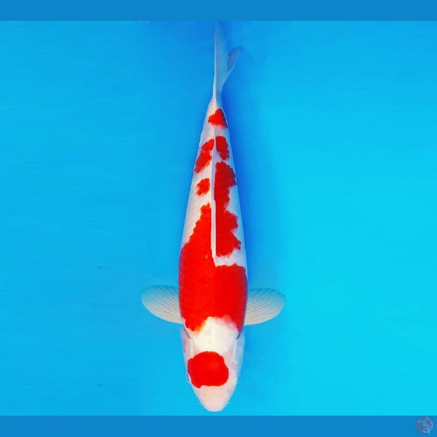 SONATA 10 ~ KOHAKU 38 cm/male ™