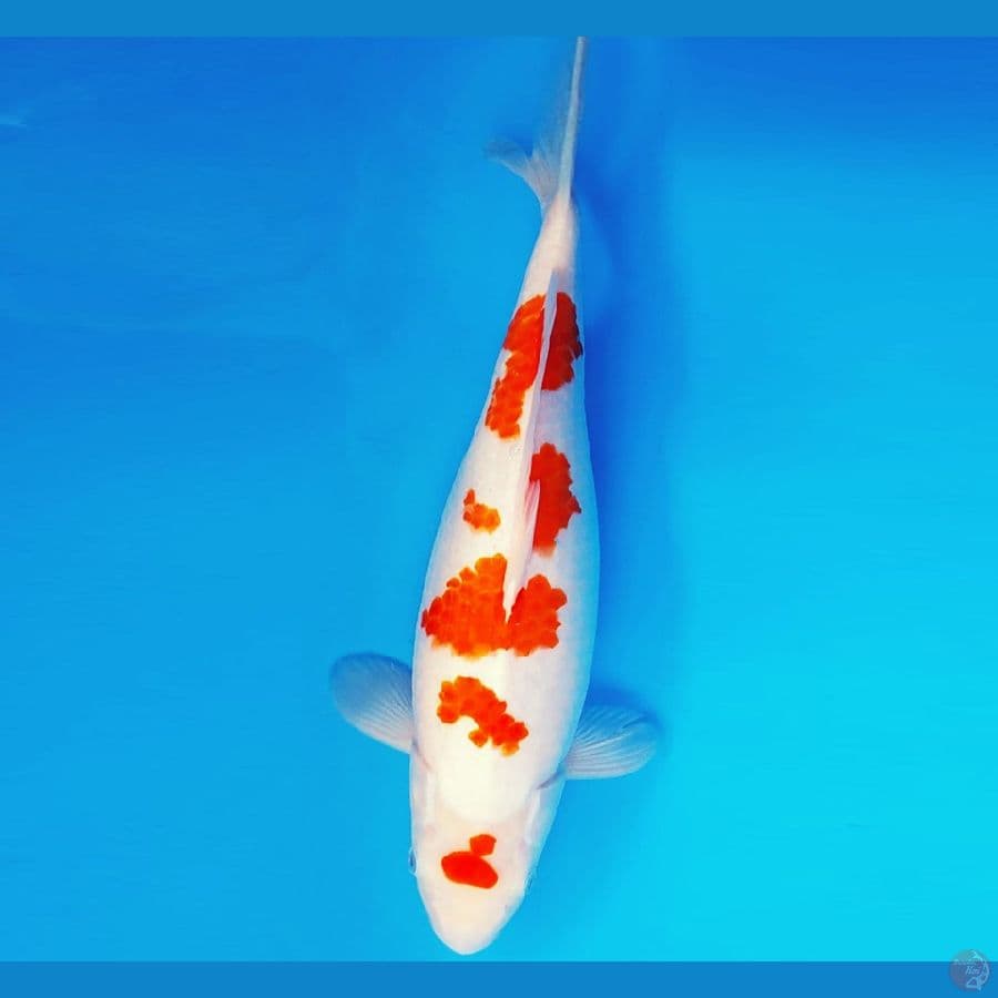 SONATA 12 ~ KOHAKU 41 cm/fm ™
