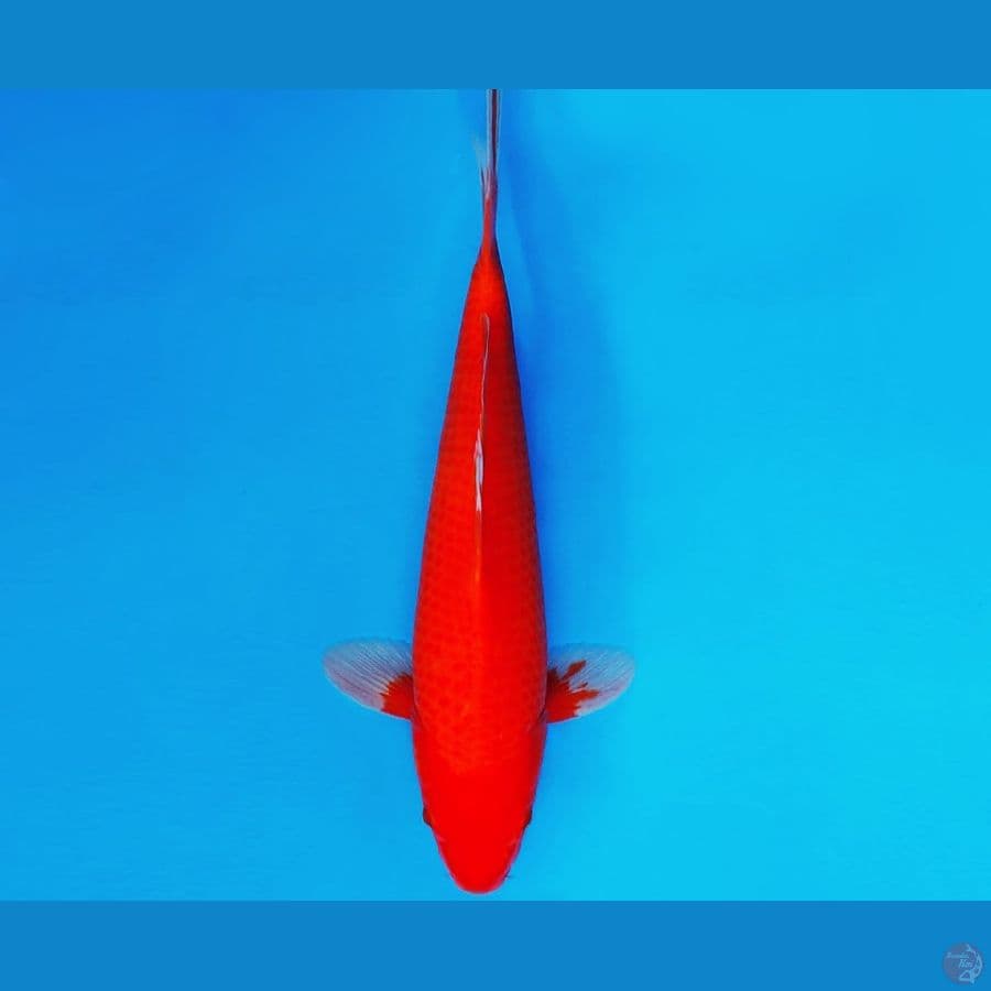 SONATA 16 ~ AKA HAJIRO 35 cm/male ™