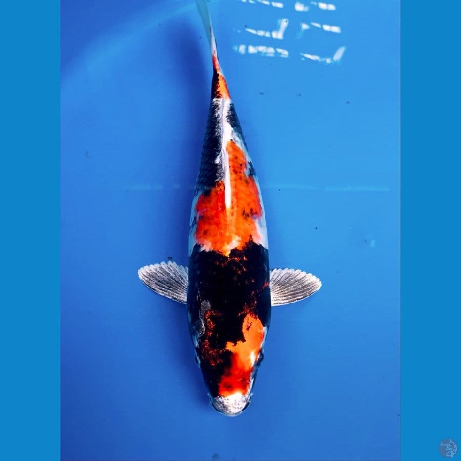 showa hikari 30cm