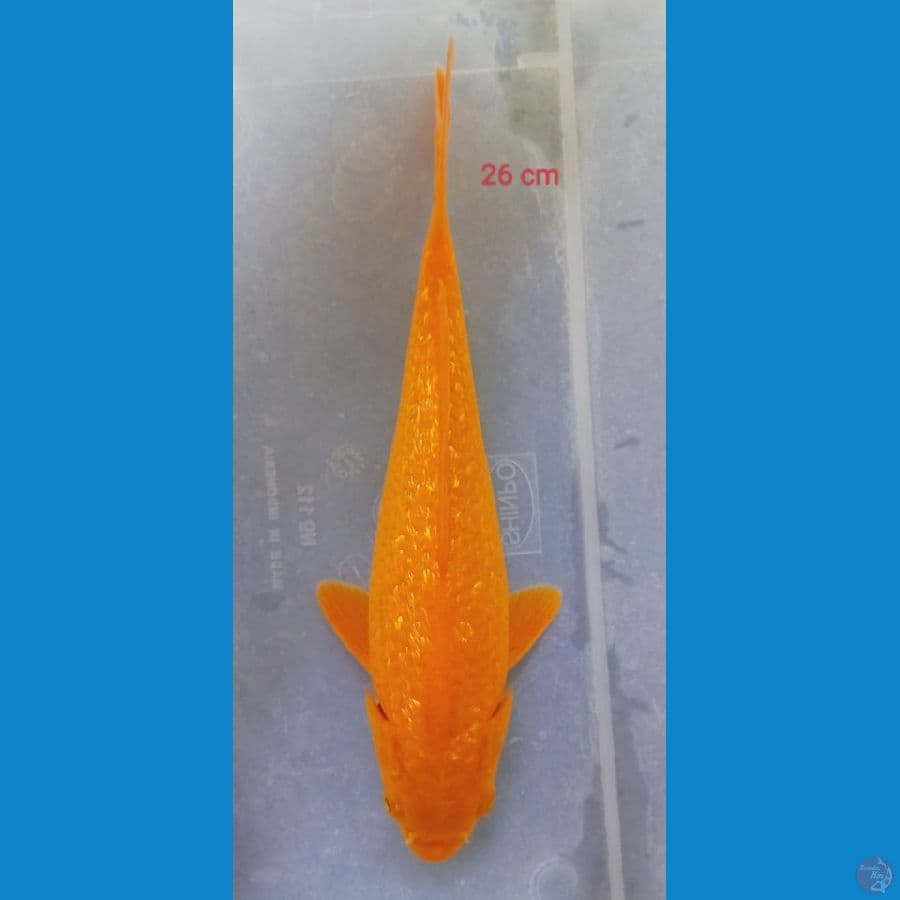 KARASI LEMON GINRIN F1 26 CM