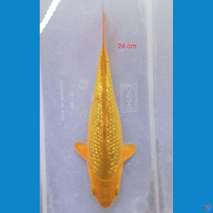karasi ginrin 24 cm
