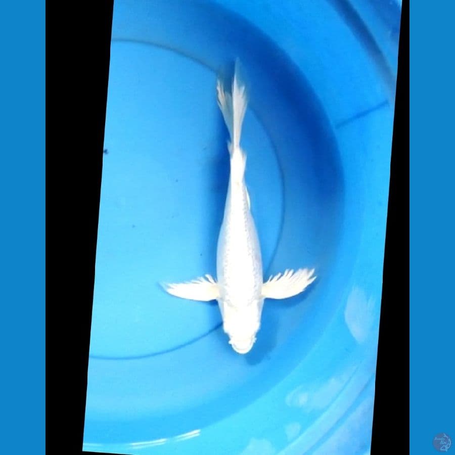 Kumpay platinum ginrin 32 cm